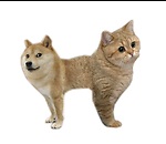 Furry Flicks