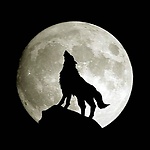 The Kiyote Black Show