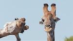 Funny Animal Videos