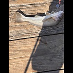 Fishing and Hunting - Tip’s and Ideas, Video’s