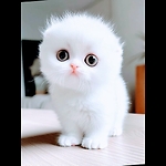 #catlovers #cat #cats #meow #kittens #catlife #pet #animals #animallover #cutecats #catviral