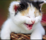 Laugh Tracks & Lazy Days: Chill with Cute Animal Videos"