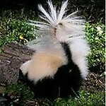 SkunkHollowRoseGardens