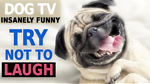 Insanely Funny Dog Videos