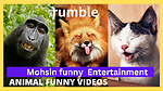 Funny videos