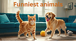 Funny animals video