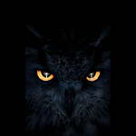 Dark owl