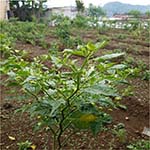 Green View