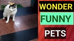 WONDER FUNNY PETS