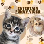 Entertain Funny Video