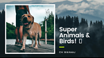 Super Animals and Birds