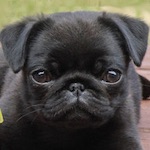 Pug Puppies near Boston