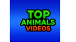 Top Animals Videos