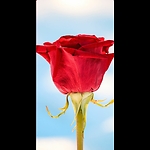 Lovely Rose