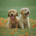 🐾 Funny & Cute Animals That Will Melt Your Heart! 🐾