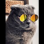 CATOO