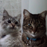 Mima and Belinha, two crazy cats - Mima e Belinha, duas gatas loucas