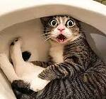 funny cat video
