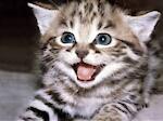 Romantic Cat