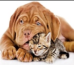 Petslovess
