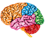 Brainolia
