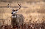 Hunting Life