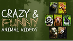 Its Fun Animal Videos