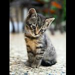 you can find lots of cute, emotional, funny and adorable videos about Pet animals. If you are an animal lover, you are in the right place. Because we will bring you daily videos of cutest Pets in the world. Are you ready for that? Lets enjoy!