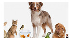 pets animals