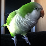 Mysmartparrot