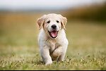 FunnyAnimals