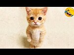 Funny cats and dogs