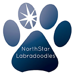 NorthStar Labradoodles