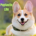 Puptastic Life