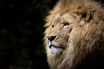 Wildanimals10