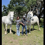 Gideon & Blaise Percheron draft horse team