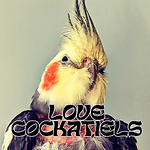 Love Cockatiels