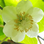 Growing Kiwifruit in the backyard