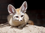 Funny animal videos