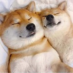 FunnY AnnY 🐶🐱
