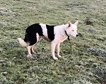 Lazy Tbone Cattle