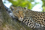 Wildlife Passion