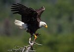 Eagles Point