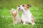 Purrfectly Pawsome: The Cat and Dog Chronicles