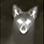 Zyxxxz