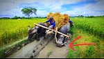 How do buffalo work in padma rivers