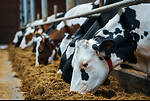Milk & Moo with Harithas:Advancing Dairy Farming