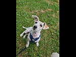 Winston The Dawgy Dawg