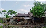 Village life in pakistan