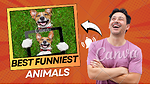 Funny Animals and Cartoons